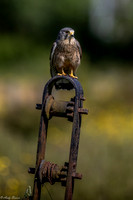 2024 Kestrels and Owls