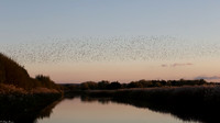 Somerset Starlings