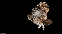 2026 Owls, Foxes and Kestrels