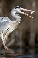 2023 Pond Hide March