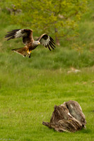 2023 Red Kites