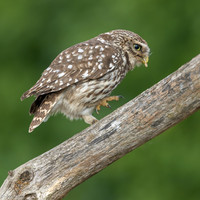 2025 Little Owls