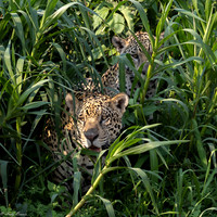 Pantanal 2023