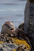 Shetland 2018