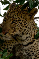 Kenya 2011