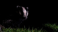 Somerset Badgers