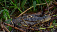 Pantanal 2018