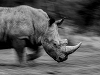 Kenya 2021 Laikipia