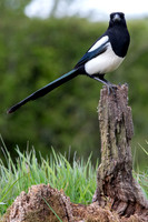 Somerset Hide