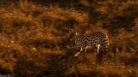 Kenya 2021 Mara