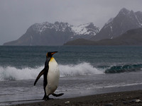 South Georgia 2013
