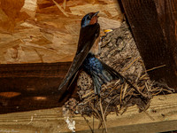 2021 Swallows