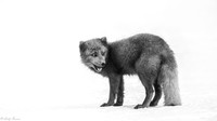 Iceland 2022 March Arctic Fox