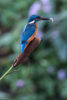 2017 Kingfishers