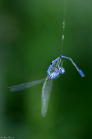 Somerset Macro
