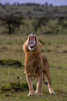 Kenya 2022
