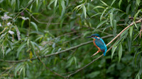 2022 Kingfishers
