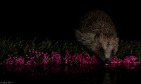 Somerset Hedgehogs